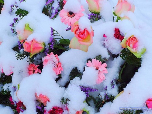 tumblr_myr2madiic1qgazxho1_500